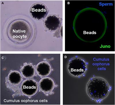 Oolemma Receptors in Mammalian Molecular Fertilization: Function and New Methods of Study